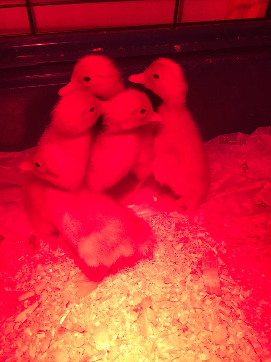 ERFtweets's tweet photo. Hello little duckling! We love visiting @MsCameronsClass baby ducks! @CaledonEastPS https://t.co/v4oqtNKOGx