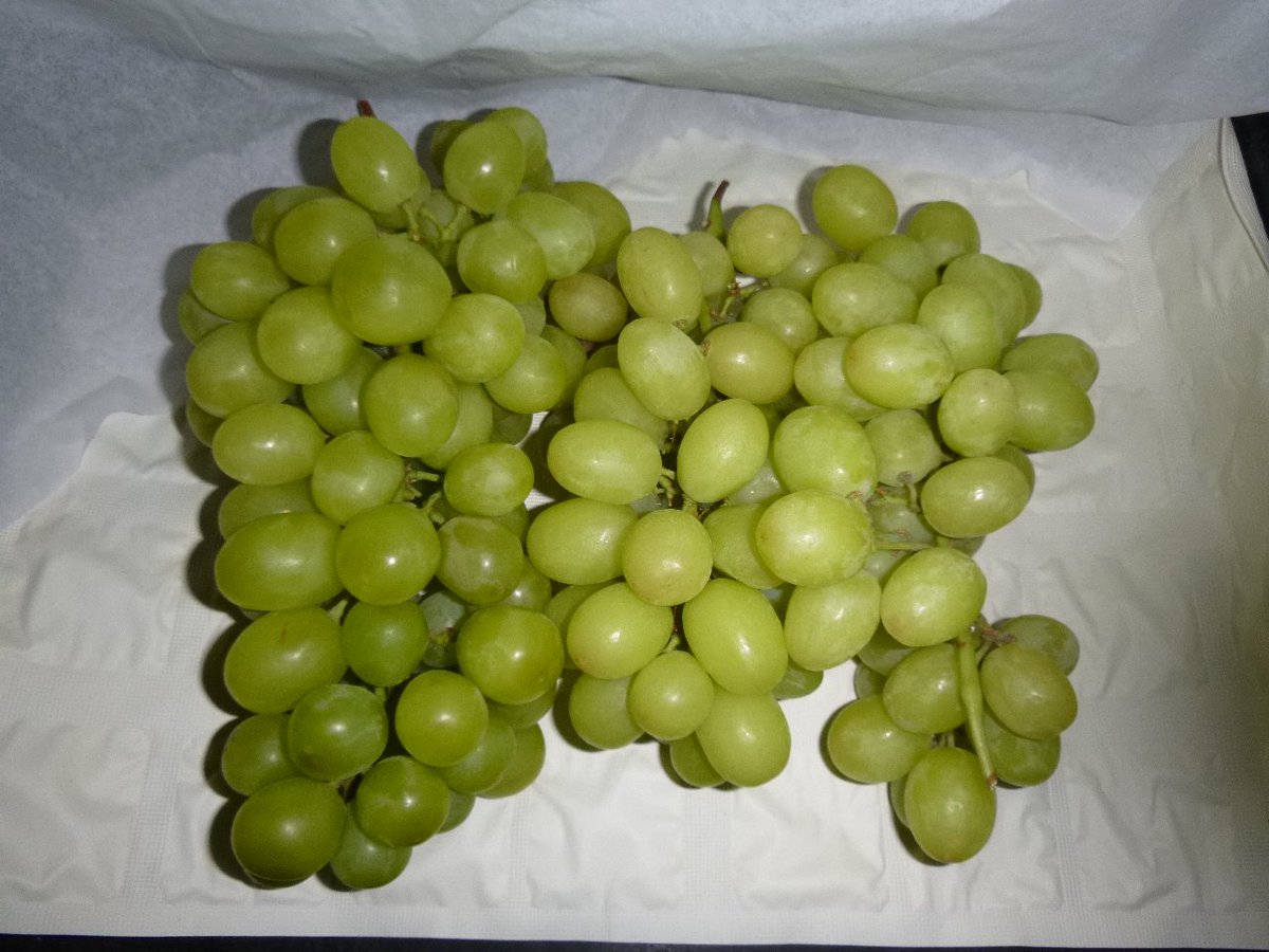 QC_OPERATIONS's tweet photo. Fresh arrival from #Peru #Sugraones #Grapes #Imports #Produce #Rapel #Verfrut https://t.co/CQ6ANuaXll