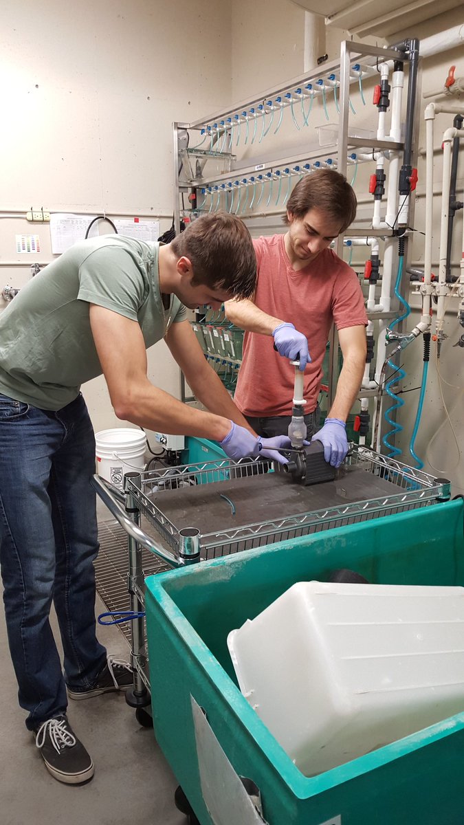 Thiele Lab tweet media