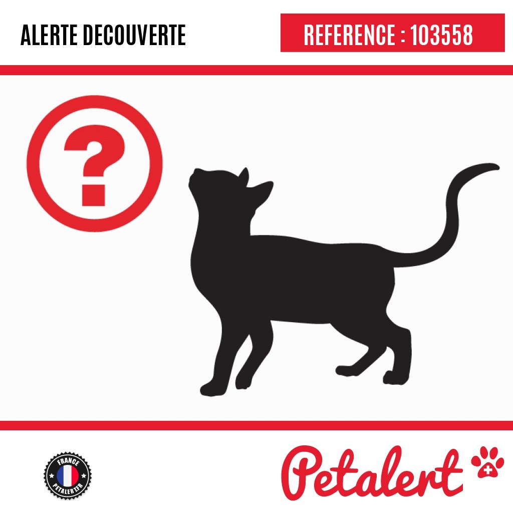 petalert_france's tweet photo. Trouvé #Chat #MaineEtLoire #Verrie #Petalert #Pet #Alert / https://t.co/wXkggCykta https://t.co/PjusLiCZOa