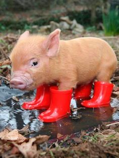 TVMovieGuru's tweet photo. On this cold and rainy Tuesday, here's a picture of a piglet wearing rain boots to cheer you up! https://t.co/iL22PZ0AZR