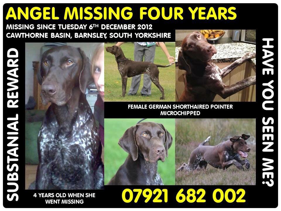 From a small puppy to when she was stolen she shared her families life. She's not yours... Give her back!!
#FindAngel