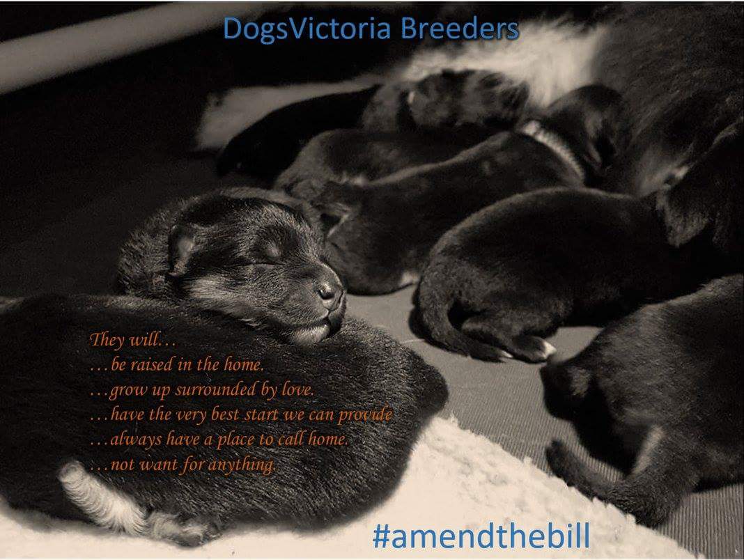 Caleebra's tweet photo. Our future is in your hands @JaalaPulford. Please #amendthebill and #makeitaboutwelfare. Ours is #ahobbynotanindustry. @dogsvic https://t.co/geBidWgEa8