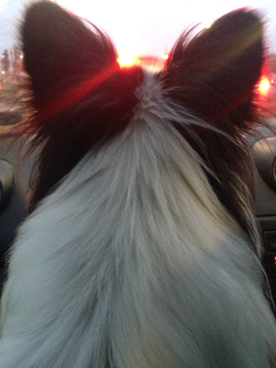 Benni_Papillon's tweet photo. Watching the sunset #wintersun #butterflyears https://t.co/L1o4lNWPDm