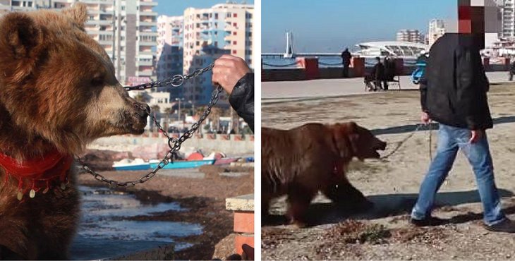 This "Selfie Bear" Was Liberated From Her Chains For Good holidogtimes.com/this-selfie-be…