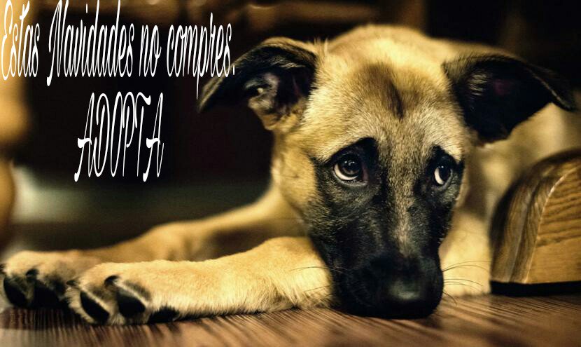 CondondeJaen tweet picture
