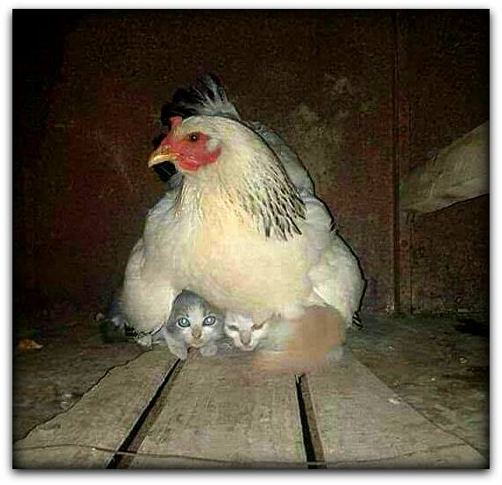 #MotherlyInstincts:  A hen that took care of two frighten
kittens during a thunderstorm. #Awww