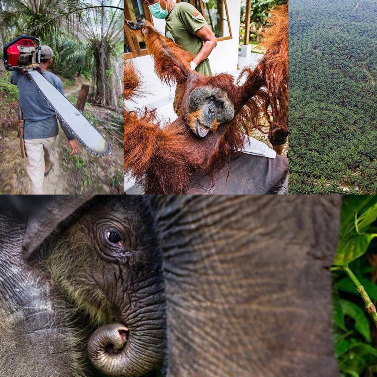 verrsss_'s tweet photo. #saveleuserecosystem #racingextinction #standwithgeram #sumatra #leonardodicaprio #wwf #wildaid #saveorangutan #conflictpalmoil #dswt #asia https://t.co/4uwHuDeB0z