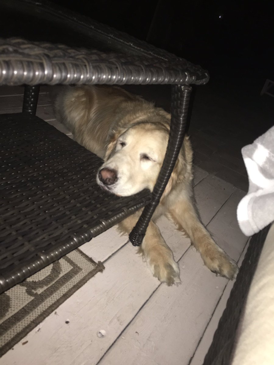 Paigebtal's tweet photo. since everyone seems to like him more then me......5th birthday appreciation to this fluffball :-) https://t.co/een1tuyUyg