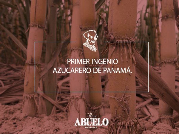 La caña es cuidadosamente  seleccionada y  cortada de forma manual.