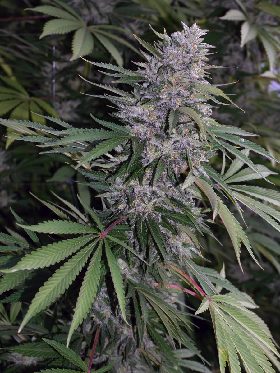 Feature: Double OG Sour Diesel. Lineage: Sour Diesel X (Double OG Sour x Starfighter) F2. Find us at the @realemeraldcup in booths 45 &amp; 46.