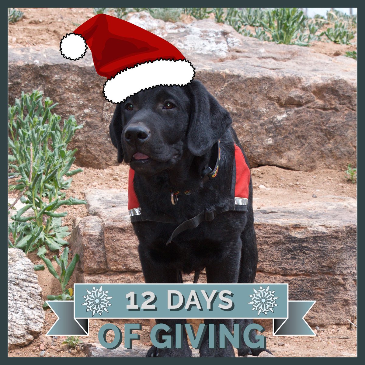 ADWSantaFe's tweet photo. Little Hammer is looking for Santa to ask him for a new collar and leash ... can you help him? GIVE NOW: https://t.co/5W1GYSzStQ #ADWSantaFe https://t.co/HKtmFFghli