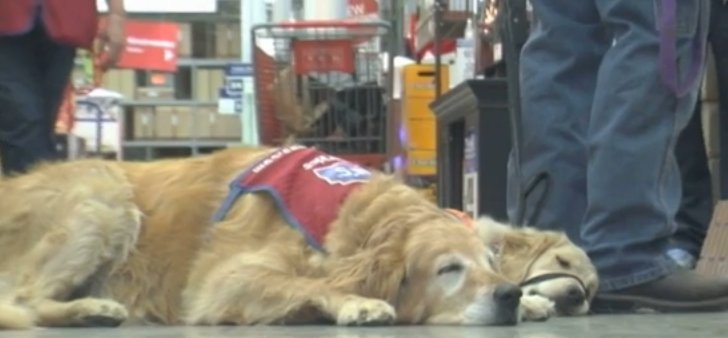 NBCNews's tweet photo. Disabled vet and his service dog land job together https://t.co/XuHEXL9tOV https://t.co/Yer3KIQI9N
