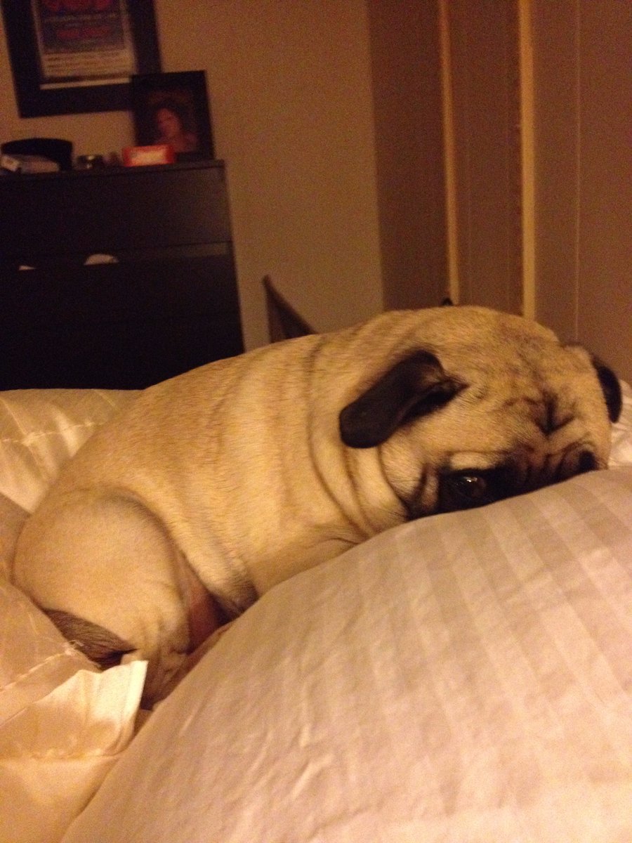 lycette_dr's tweet photo. Cranky pug https://t.co/dhXUgCmDkn