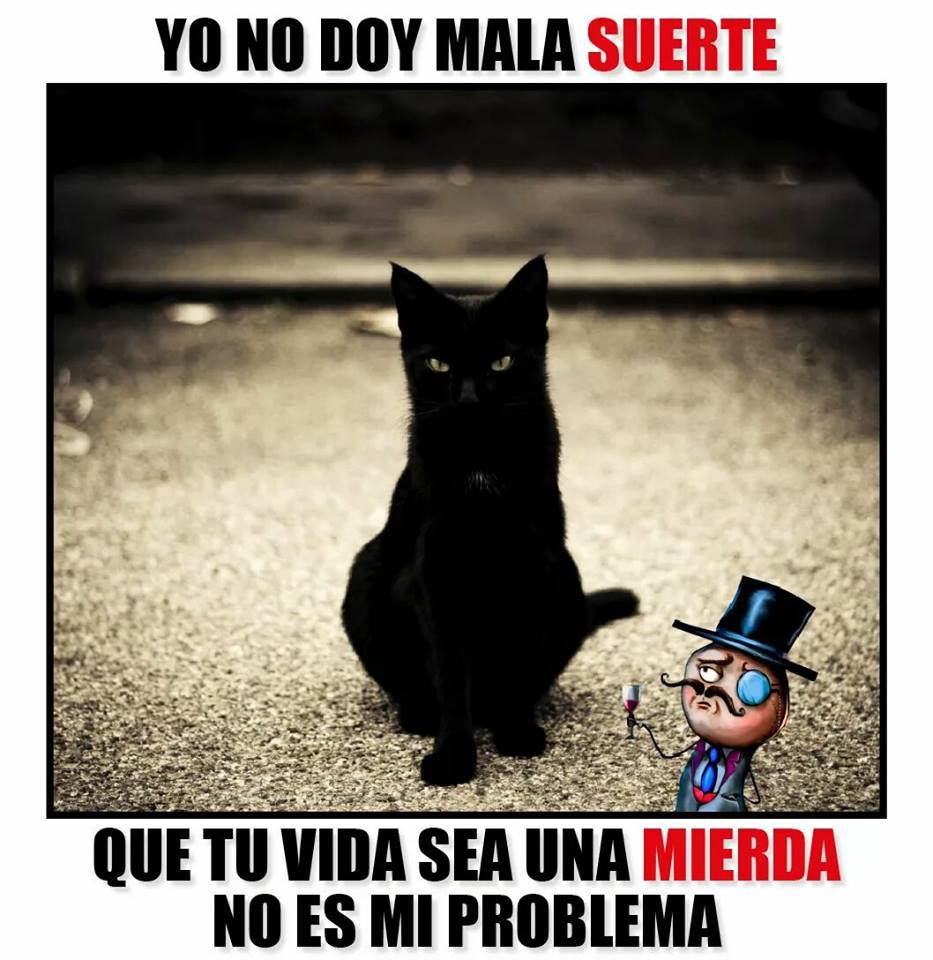 Animalesmsjs's tweet image. #AdoptaUnGato  🐱😾🌲🎅🏻