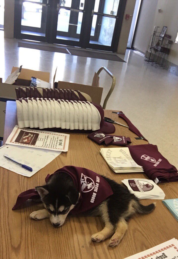 Texas Aggie Rodeo tweet media