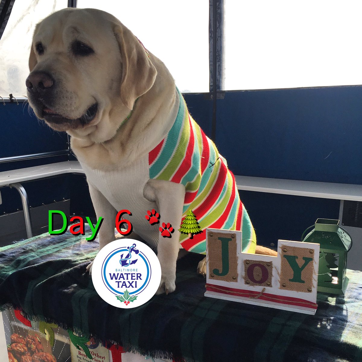 BmoreWaterTaxi's tweet photo. Day 6 : It is the #25daysoftimber countdown to Christmas 🎄. ! #charmcity #baltimore #timberbwt #watertaxi #bmorewatertaxi #englishlab https://t.co/Zje0WI84ck