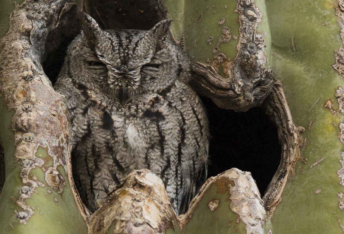 craigcassidy's tweet image. Screach