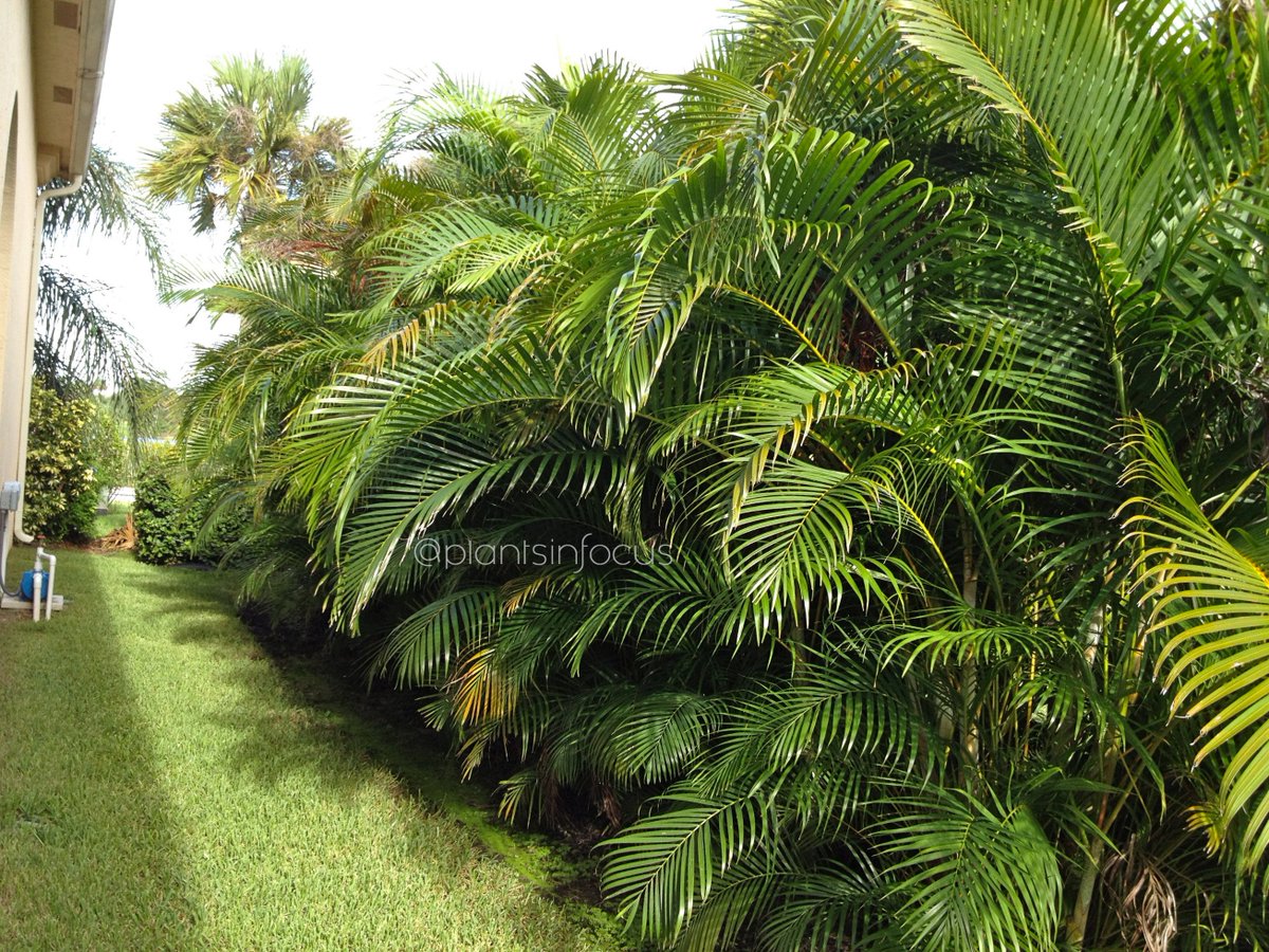 #plantsinfocus #fashion #style #stylish #hair #hairstyle #nails #nail #makeup #tattoo #tattoos #piercing #piercings