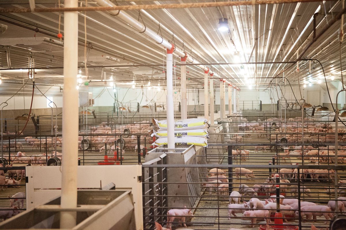 As it is getting chilly outside, our pigs are staying cozy inside our temp controlled barns #WarmWinterNights #RealPigFarming