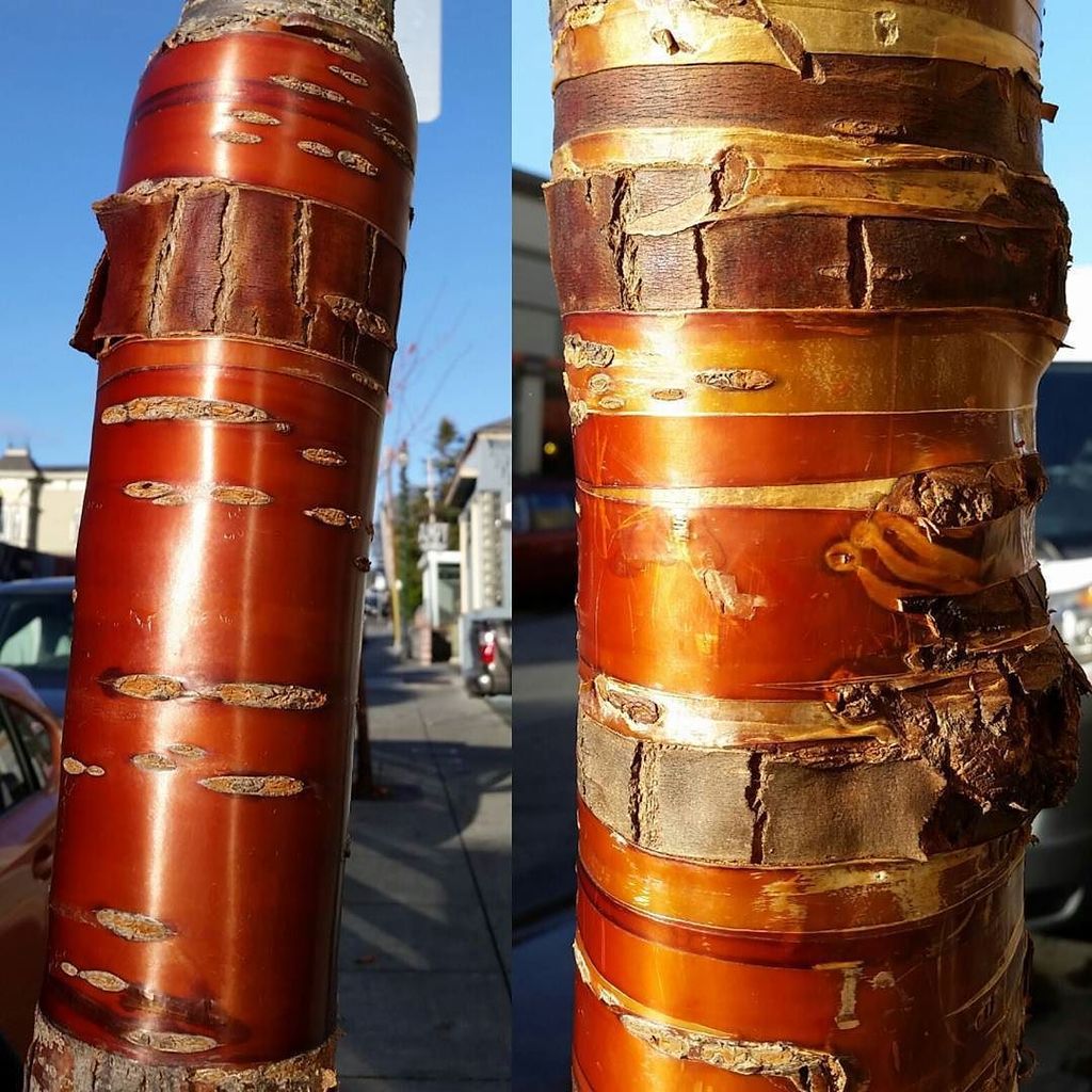 bio_vortex's tweet photo. Enjoyed checking out the winter bark on these #BirchbarkCherry #PrunusSerrula with @dragon… https://t.co/zKqXjxy6Fk https://t.co/8lK1vno9qT