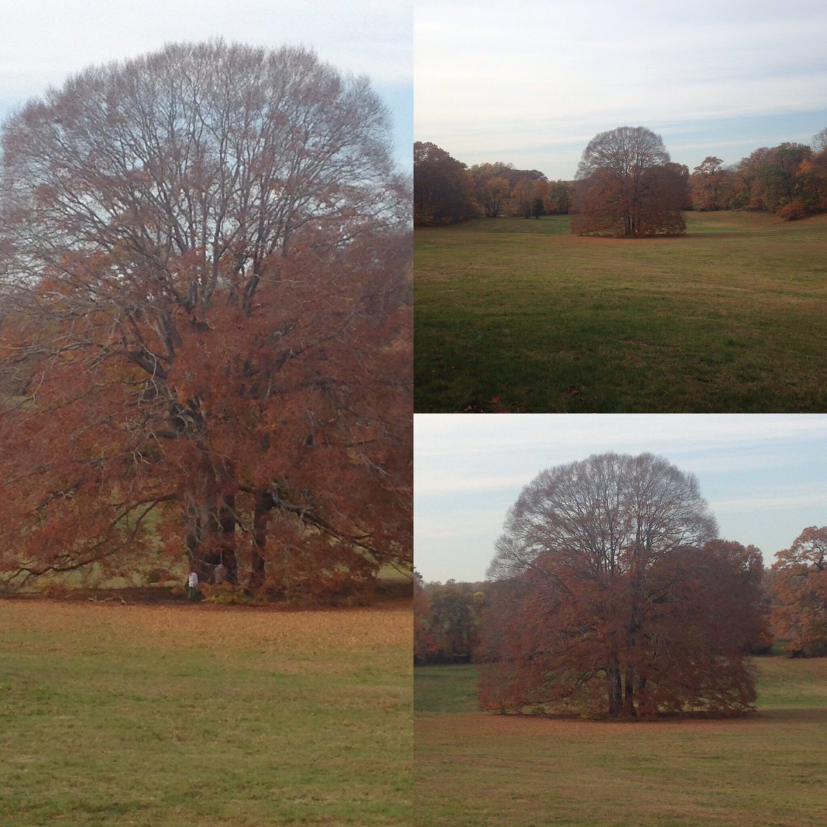 BartlettTreeMD's tweet photo. Caumsett Park!! 😀 @bartletttreeexp #bartletttreeexperts #lloydharbor #caumsett #caumsettstatepark #caumsettpark #caumsettfoundation https://t.co/6JsvZhXnfz