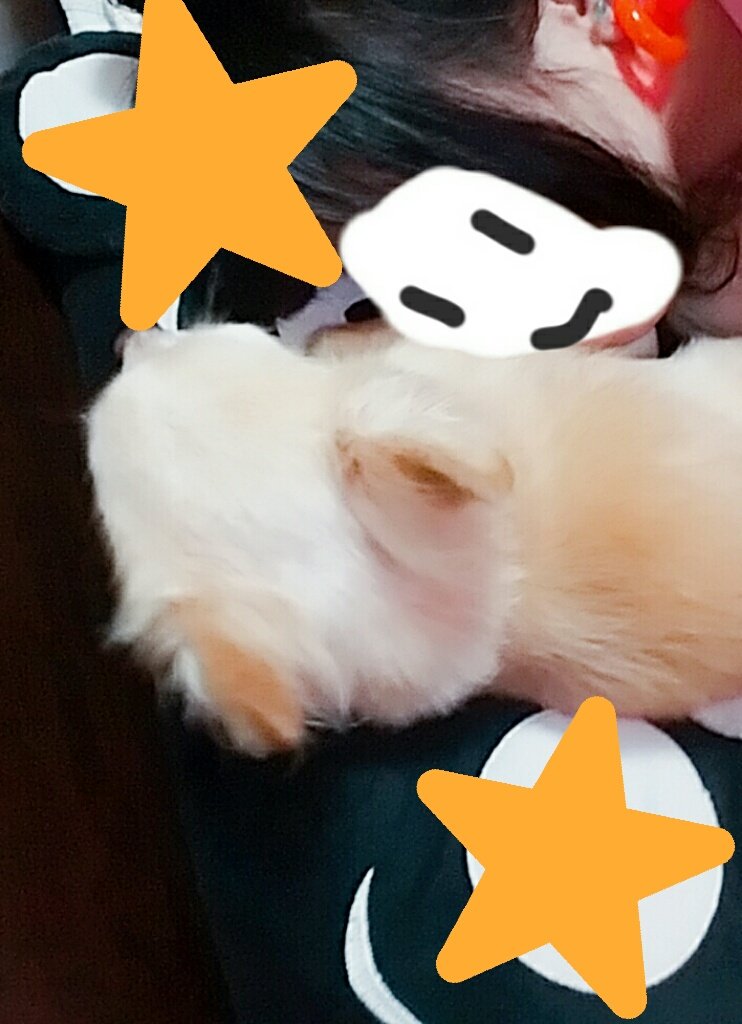 犬の匂いが好き 犬の匂いが好き