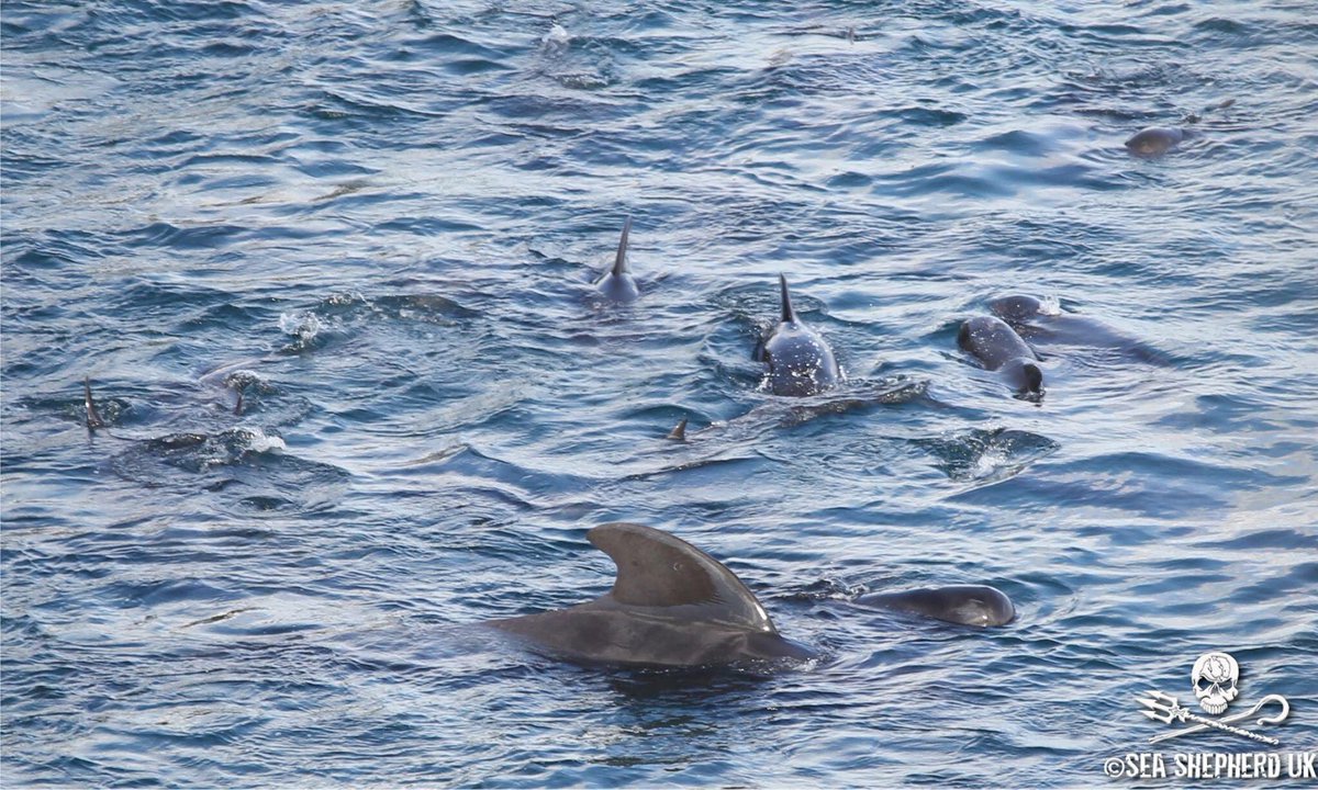 SeaShepherd404's tweet photo. The pod are in the cove. The large dorsal you can see in this photo is the matriarch (the head female).  #traveljapan #taijidolphinslaughter https://t.co/lAqwCTpVyl