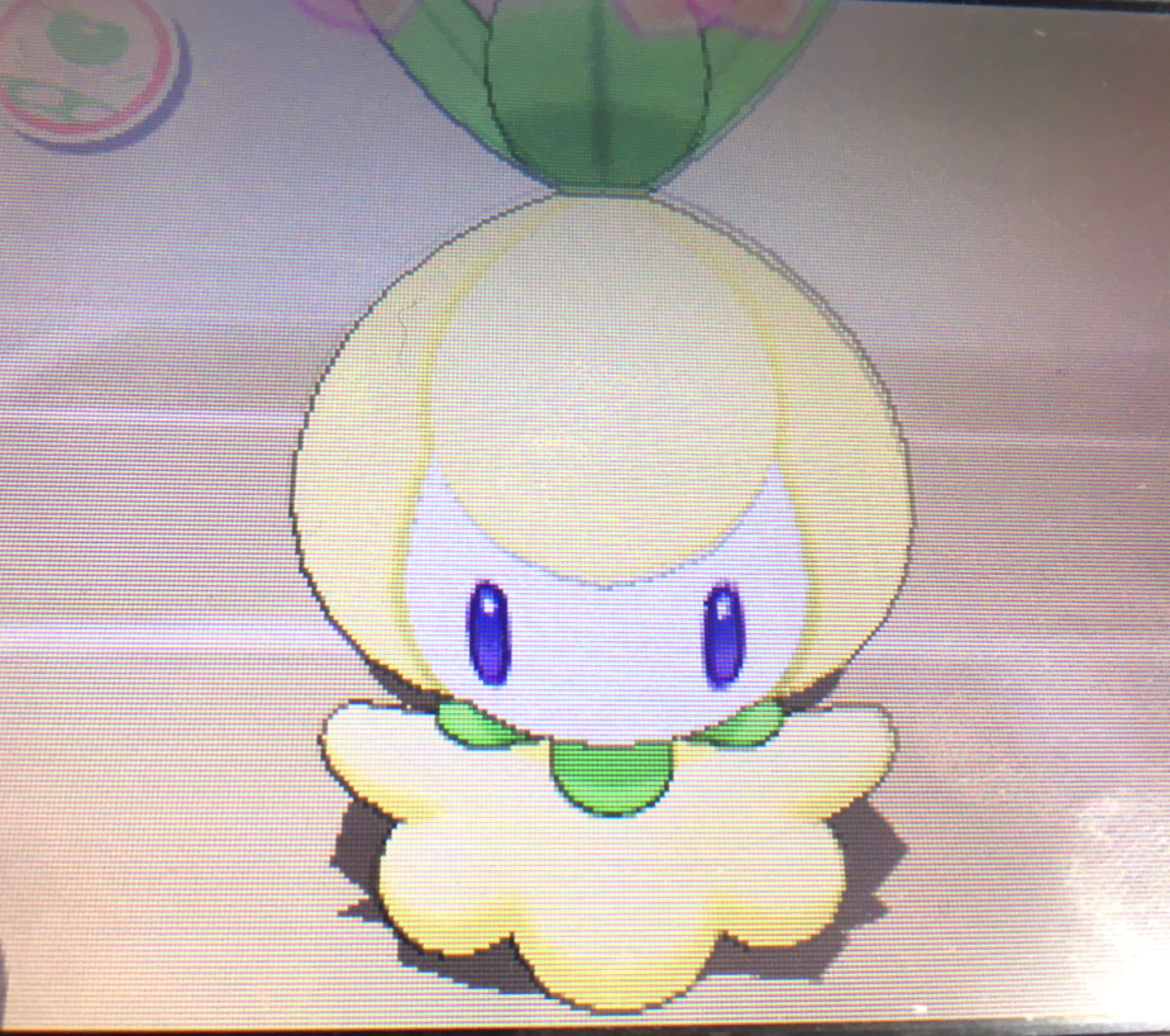 杏 ムーン色勢 チェインまたまた成功しました サンムーンでは三体目の色違いは大好きなチュリネちゃんです ๑ ๑ ちょっと黄色い身体に青い目がたまりませんね やどりぎでちょっと時間かかりましたが連鎖目でわりと今回も早かったです