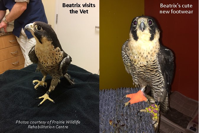 photo courtesy of Prairie Wildlife Rehabilitation Centre