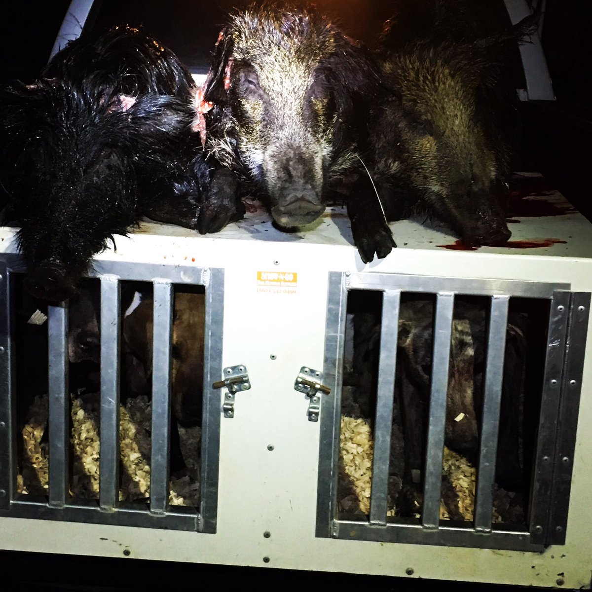 heavyhinds's tweet photo. Bad night to be a pig #hogdogging #curdogs #heideterrier #caughthog #stickem https://t.co/az3e404NJm