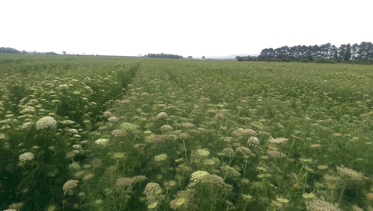 jprinsloo3's tweet image. Spectacular carrot seed crop. Done what we could for good pollination.