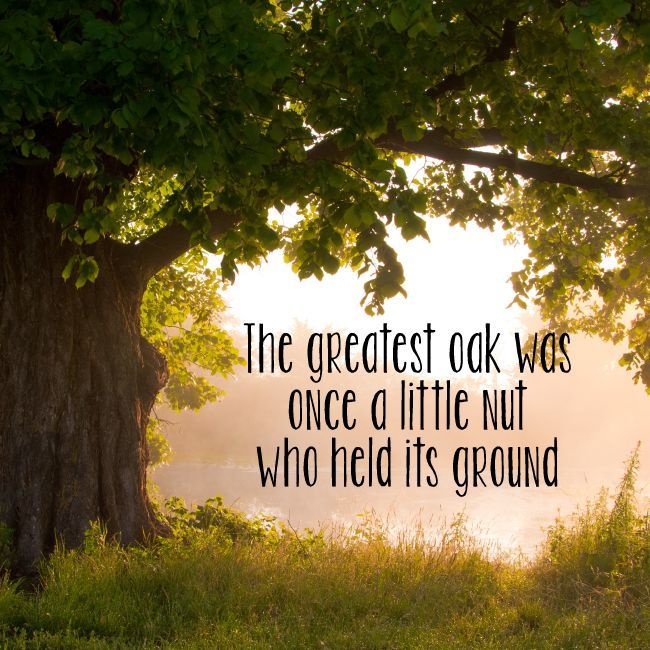 jeffshore's tweet photo. The greatest oak was once a little nut who held its ground. #sales #quote https://t.co/4PXBtvglK0