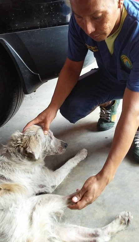 Sandee_Russell's tweet photo. A heartwarming #dog #rescue story never gets old! https://t.co/FLYjwqqade  Follow @AmazonCares #charity! https://t.co/Ge4JrNgNwz