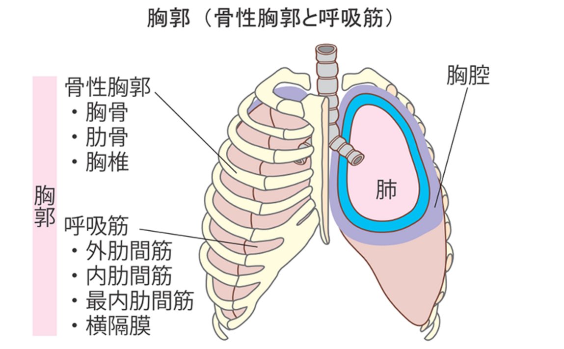 Uzivatel 伊藤詩織 すもも Na Twitteru 呼吸考察 呼吸は肋骨の移動 胸式 横隔膜の移動 複式 吸息筋は胸郭 の径を増大 外肋間筋は左右と前後の径 横隔膜は上下経 させる 吸息筋 内肋間気が胸郭の経を縮小させる は 安静時にはほぼ使われず 肺や胸郭の
