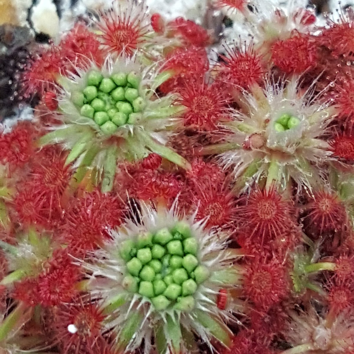 triffidplants's tweet photo. Its pygmy sundew gemmae time again!!! Drosera roseana shown here. #triffidplants #carnivorous #sundews #insecteaters #icps #triffidnurseries https://t.co/KDfNHd8fQm