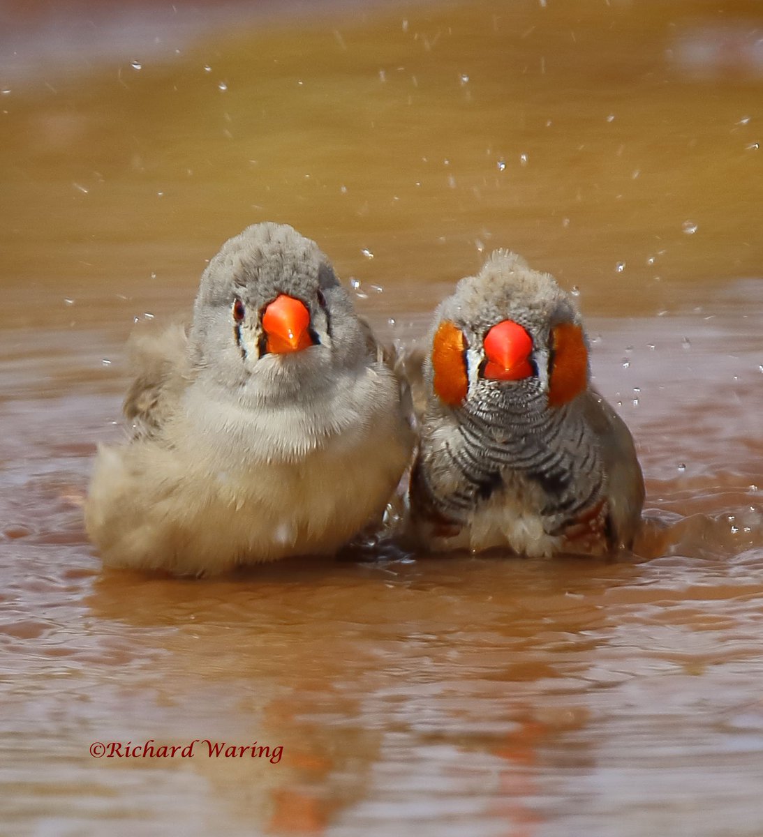 rjwaring's tweet image. A (loving?) couple of Zebra Finches. See more photos here:
rwsboa2011.blogspot.com.au/2016/12/a-lovi…