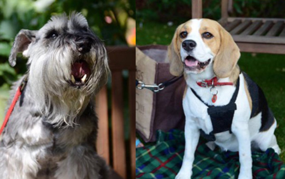 We absolutely love this article on the importance of animals in care: ow.ly/oY6s306Nyn2