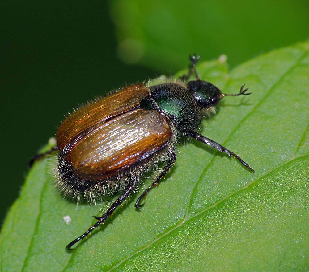 sadovniki's tweet image. #Садовый #хрущик фотография и меры борьбы.
sadovnik.info/sadovyj-xrushh…
sadovniki.by/books/pesticid…