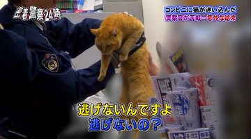 警察官が猫を尋問しネット民メロメロ 密着警察24時 が話題 16年12月8日 エキサイトニュース