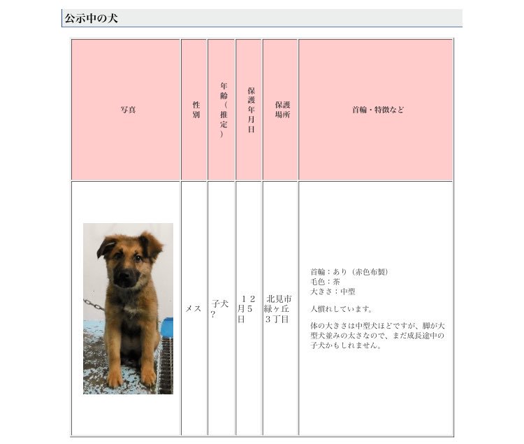 北海道 保健所 里親募集 در توییتر 北見保健所さん 迷い犬 赤い首輪をした子犬さんが迷子保護されています 保護場所は北見市緑ヶ丘です 大型犬の子犬さんのようです 表情がまだあどけなく可愛らしいです 拡散希望 迷い犬 北海道 保健所 北海道 保健所 里親募集 در توییتر 北見保健所さん 迷い犬 赤い首輪をした子犬さんが迷子保護されています 保護場所は北見市緑ヶ丘です 大型犬の子犬さんのようです 表情がまだあどけなく可愛らしいです 拡散希望 迷い犬 北海道 保健所