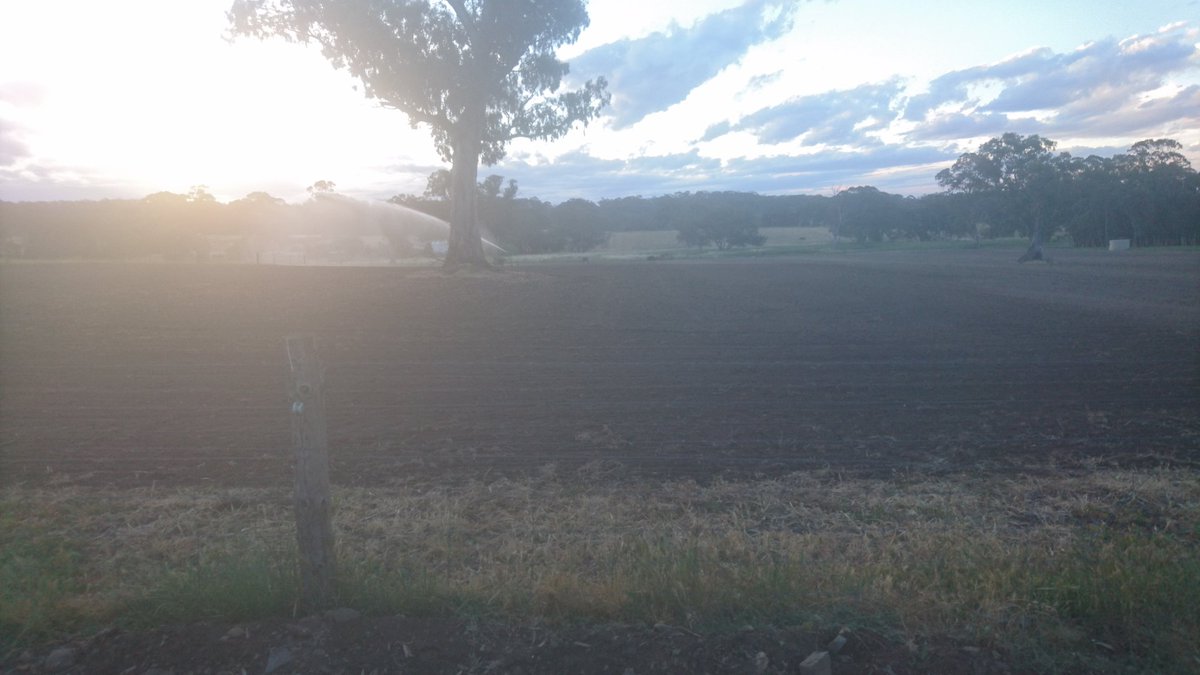 RickGladigau's tweet image. Let&apos;s see if I can grow these #fodderbeets cost a fortune to get this far!