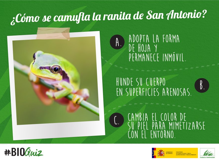 FBiodiversidad's tweet image. ¿Cuanto sabes de esta pequeña rana arbórea? #BioQuiz #Biodiversidad