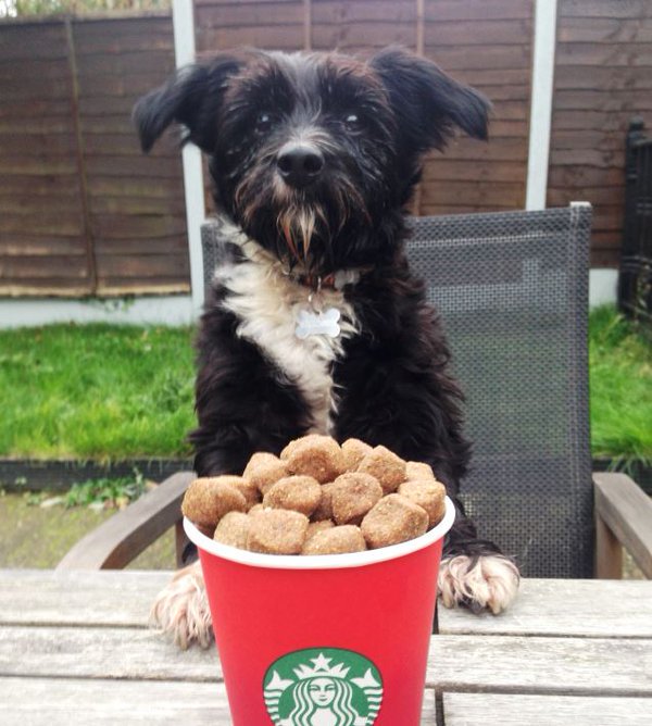 Battersea_'s tweet image. You can help us win £1,000 funding from @StarbucksUK to care for our dogs and cats. Just hit that RT button &amp;amp; spread the #RedCupCheer 🐶🐱