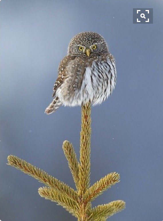 PRFalconry's tweet photo. So what's on top of your #christmastree this year? #christmaspresentideas #flyahawk https://t.co/XI3XsS1j2M