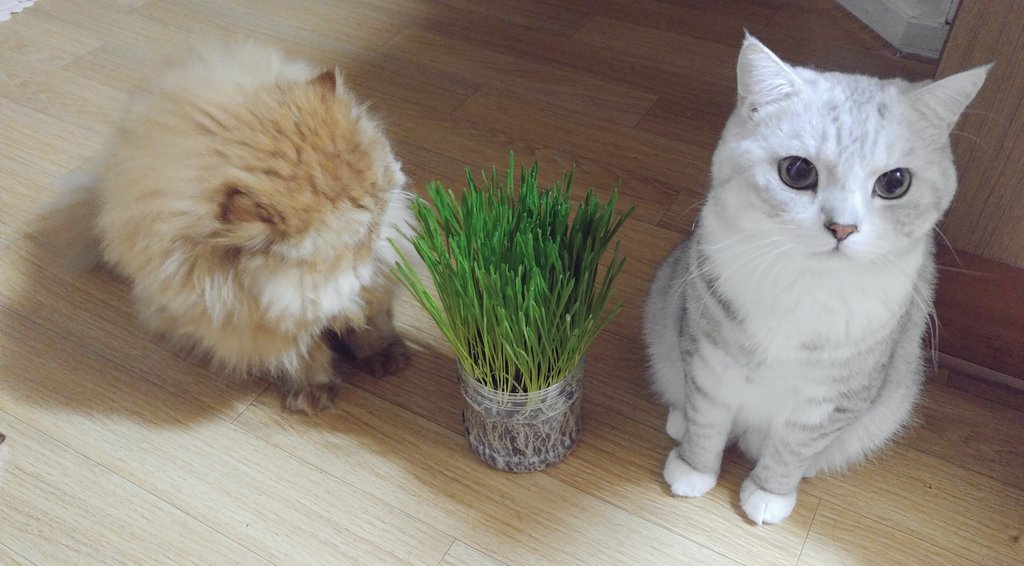 11월. (@shinmilla) on Twitter photo 