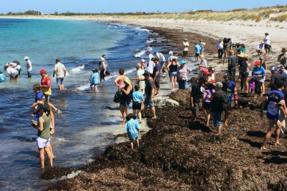 abcperth's tweet photo. #CockburnSound tested for contamination from toxic firefighting chemicals used at HMAS Stirling https://t.co/EjScEa52e4 https://t.co/KVzLaF0q2P