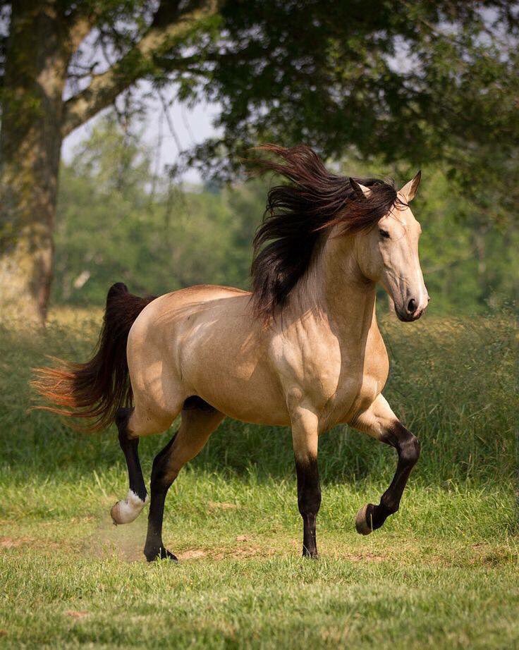 Estrella51Ahora's tweet image. Horses have the largest eyes of any land mammal &amp;amp; are capable of seeing nearly 360 degrees at one time.

A strong &amp;amp; beautiful stallion!🌻