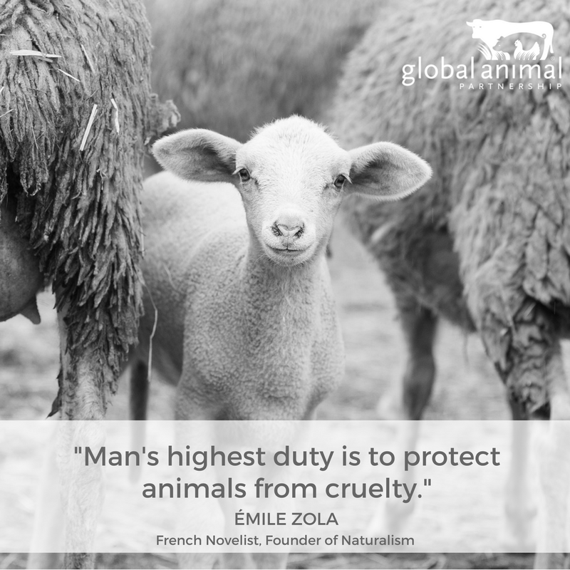 SElivestock's tweet photo. ...support farmers and ranchers who make animal welfare top priority. Photo @GAP5Step https://t.co/t38qHBkJa4