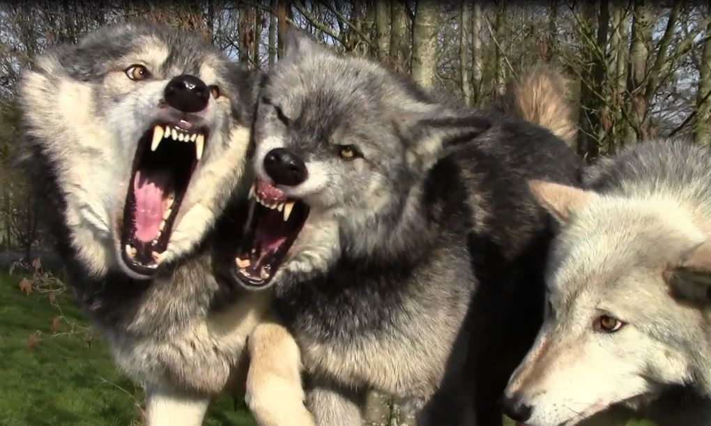 ElanaHobkirk's tweet photo. One of the more shocking photos I've captured of my research wolves - believe me it looks worse than it is!! #wolfbehaviour #fieldwork https://t.co/WHwRsNYooY